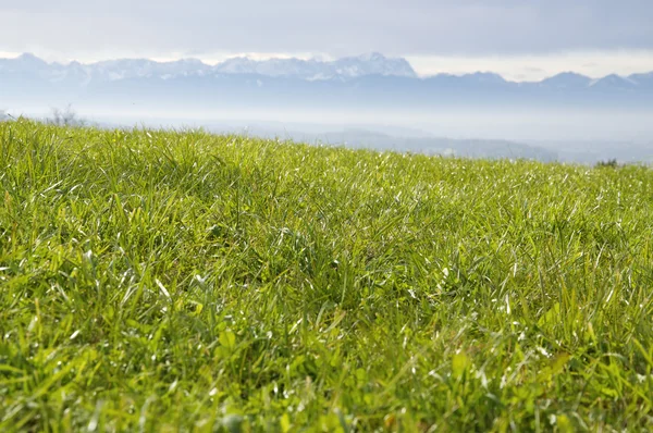 Green Pasture in the Alps — Stock Photo, Image