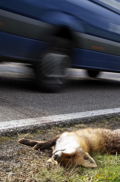 stock image Fox Roadkill with car
