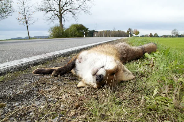 Roadkill liška — Stock fotografie