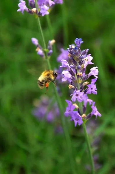 Bumblebee on lavender blossom — Stock Photo, Image