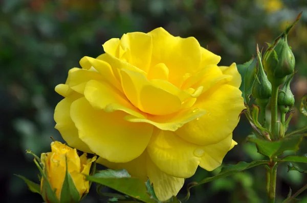 Stock image Yellow Rose