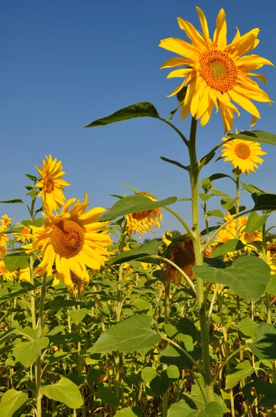 Field of Sunflowers — Stock Photo, Image