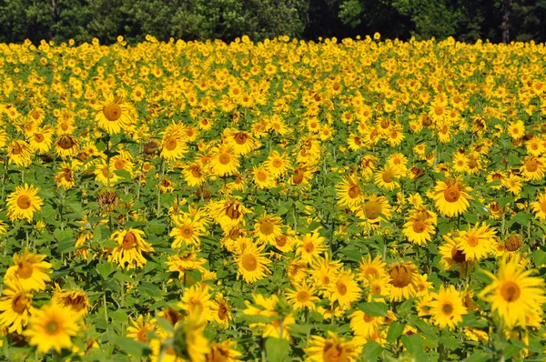Beautiful Sunflowers — Stock Photo, Image