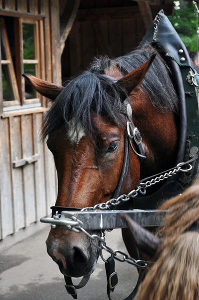 stock image Carriage horse