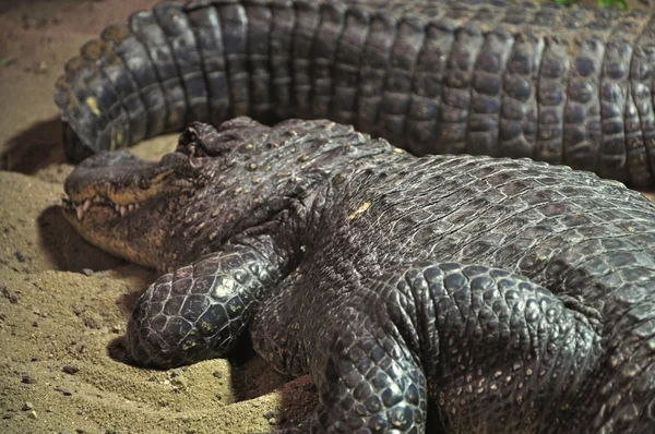 Спляча крокодили — стокове фото