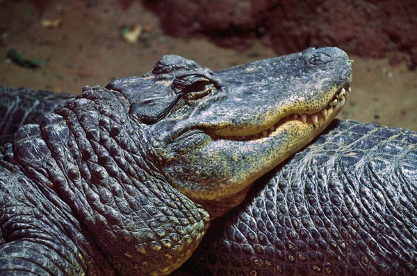 Шкіра крокодила — стокове фото