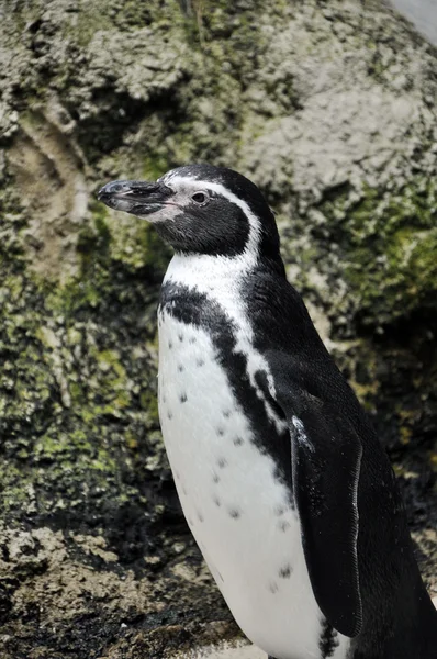 stock image Penguin