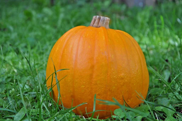 Pumpkin in the grass — Stock Photo, Image
