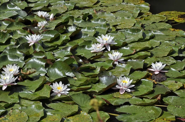 stock image Water lilies on a pond