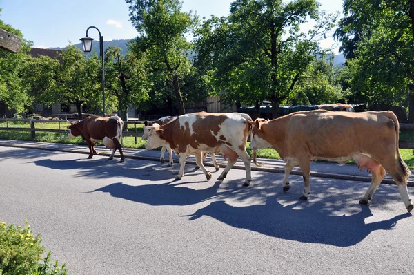Return of the cows from the pasture — Stock Photo, Image