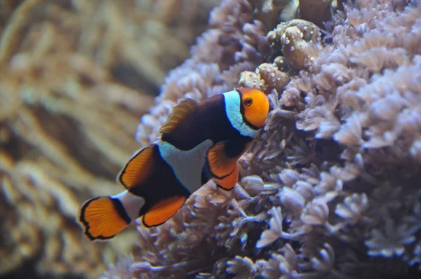 Ikan badut di atas karang. — Stok Foto