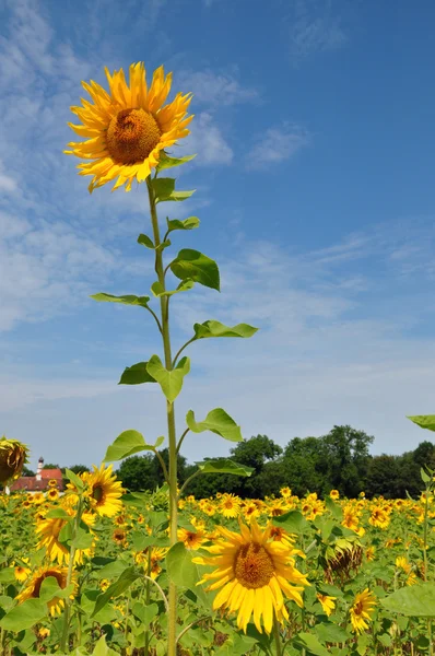 Velké slunečnice — Stock fotografie