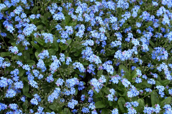 stock image Bed of Forget-me-not flowers