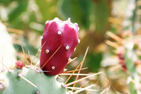 stock image Cactus Fruit