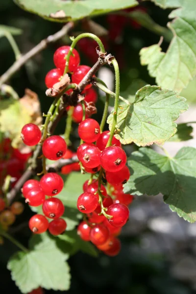 Red Currant — Stock Photo, Image
