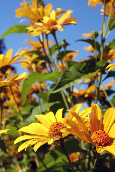 夏に黄色い花 — ストック写真
