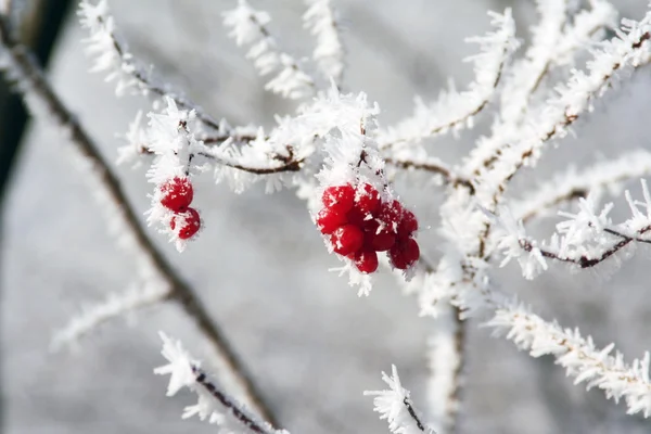 Berries in the frost — Stock Photo, Image