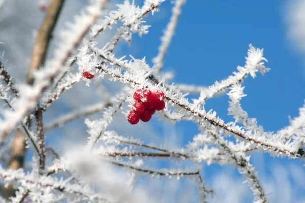 stock image Berries in the Frost