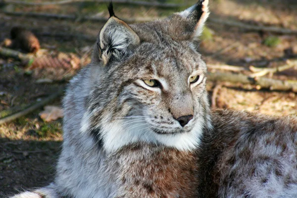 Lynx v detailu — Stock fotografie