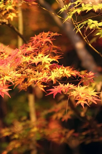 Japon sonbahar yaprakları