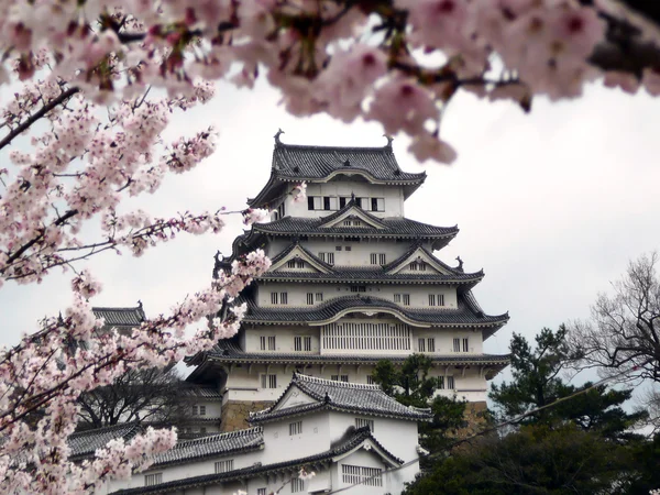 Japansk slott under körsbärsblommor — Stockfoto