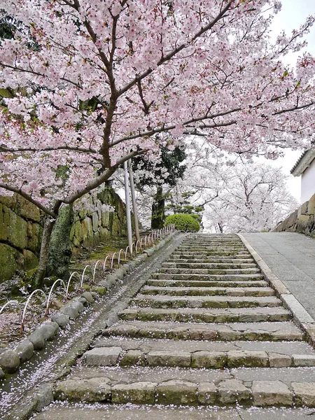 stock image Cherry blossoms on stairs