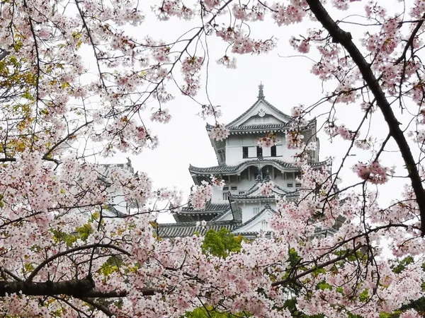 Himeji burg während sakura — Stockfoto