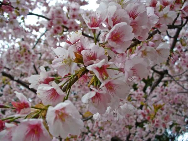 Cherry blossoms (Sakura) — Stock Photo, Image