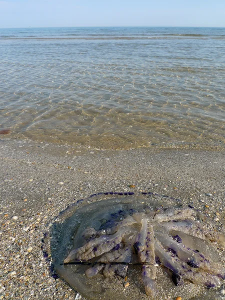 Stranded jellyfish — 图库照片