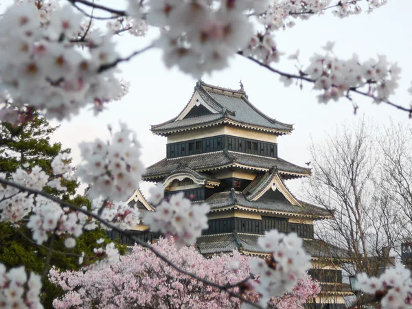Ματσουμότο κάστρο κατά τη διάρκεια της κεράσι ανθίσει (Sakura) — Φωτογραφία Αρχείου