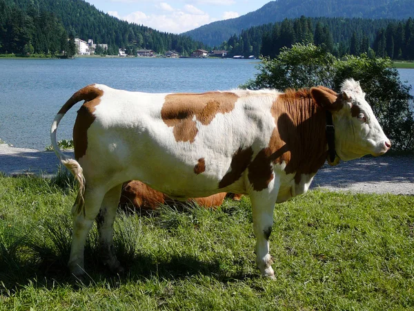 Bavorské kráva — Stock fotografie