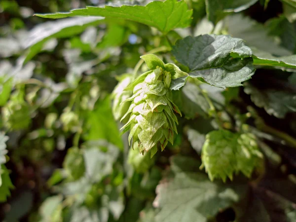 Flower of Hops ready to be harvested — Stock Photo, Image