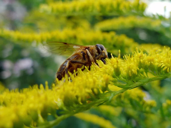 Bee Closeup — Stock Photo, Image