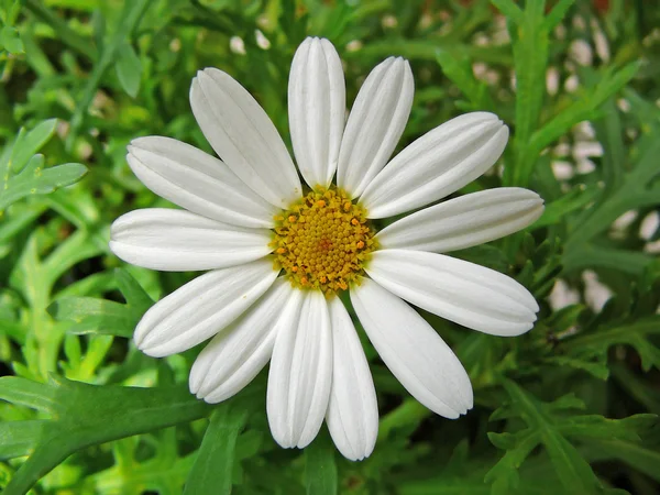 Un fiore di Marguerite — Foto Stock