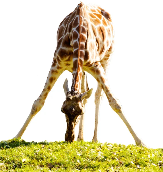Giraffenbaby lizenzfreie Stockfotos