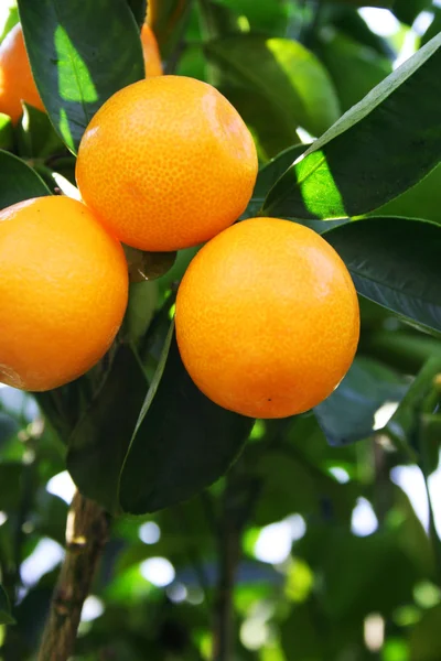 Kumquat Stockbild