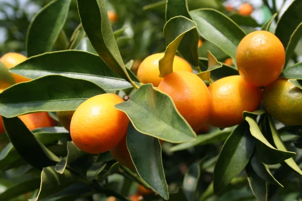 Kumquats maduros Imágenes De Stock Sin Royalties Gratis