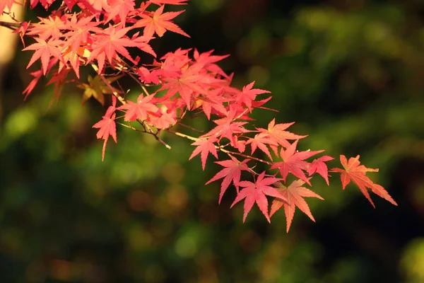 Herbstlaub Stockfoto