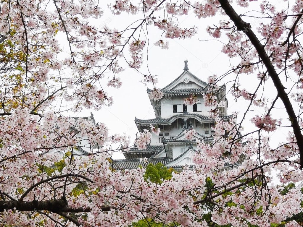 Himeji Castle during Sakura