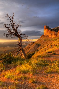 Dead Tree At Sunset clipart