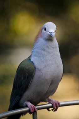 Sulawesi yeşil imparatorluk-güvercin