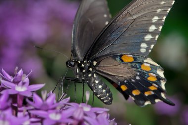 Palamedes Swallowtail