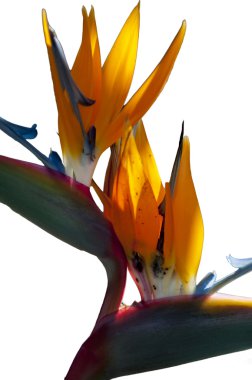 Bird Of Paradise clipart