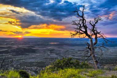 Dead Tree at Sunset