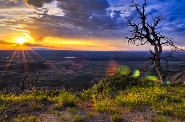 Dead Tree at Sunset