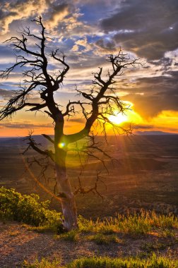 Dead Tree at Sunset