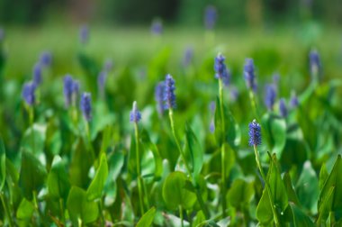 Pickerel Weed clipart