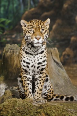 Jaguar