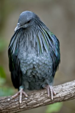 Nicobar Pigeon clipart