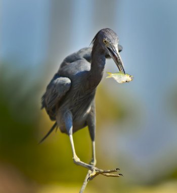 Black Egret clipart
